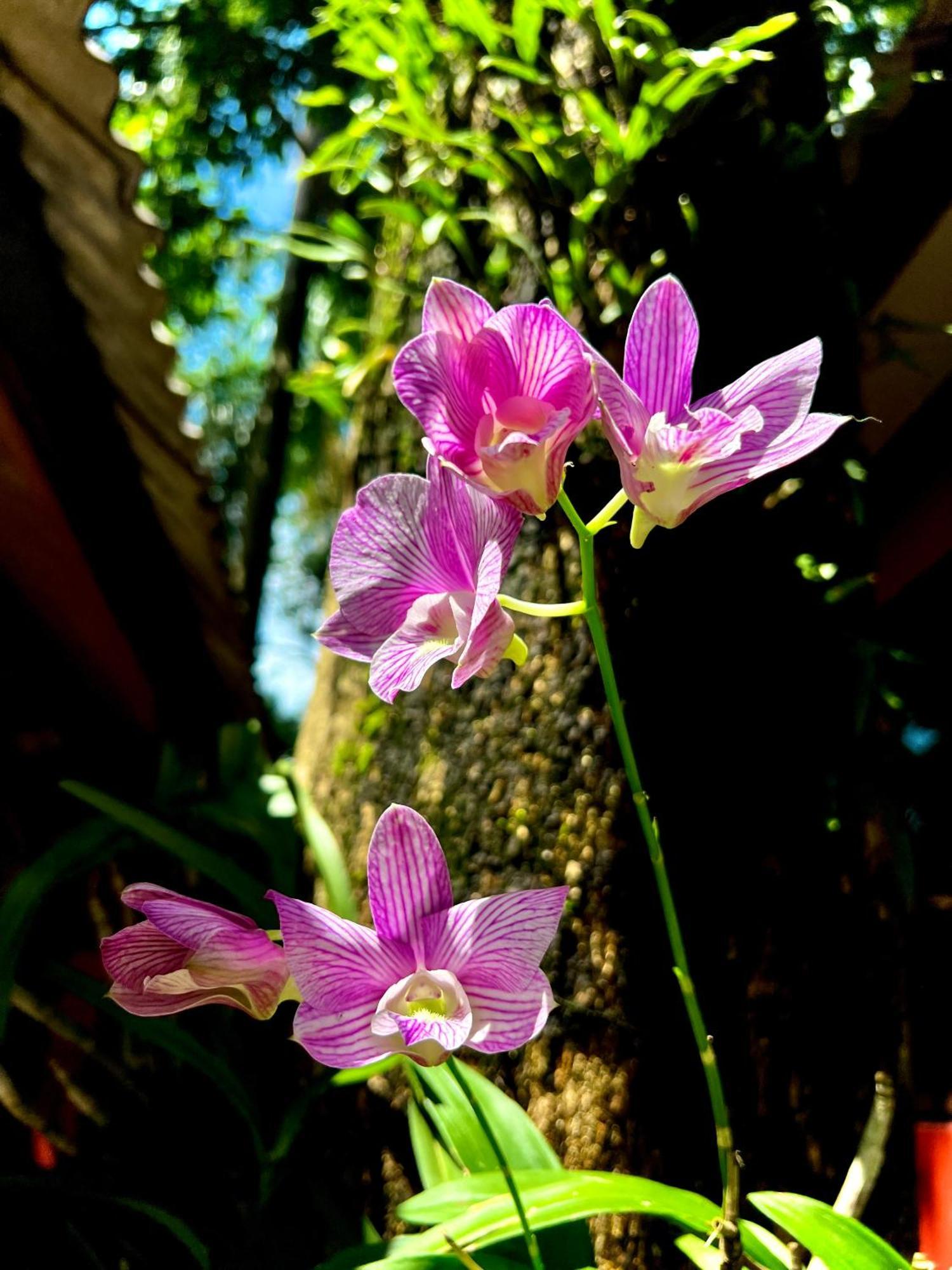 Baan Ton Rak Boutique Resort Koh Chang Buitenkant foto